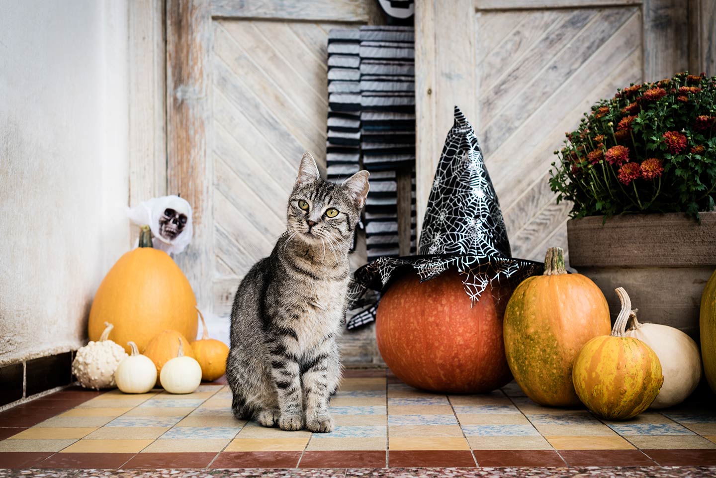 Halloween 2020