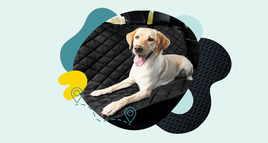 Buying Guide: The Best Dog Car Seat Covers to Protect Your Ride | BeChewy