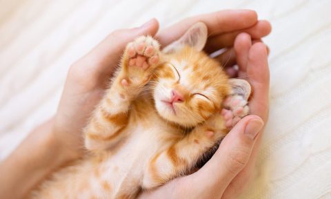 Think You’re Ready to Foster Kittens? Here’s Everything You Need to Know