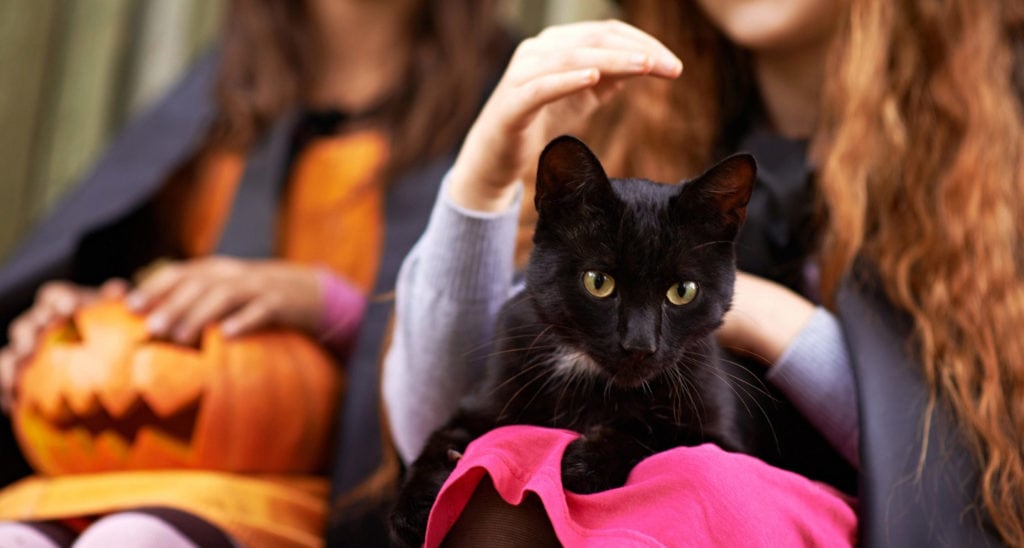 halloween-safety-tips-for-pets