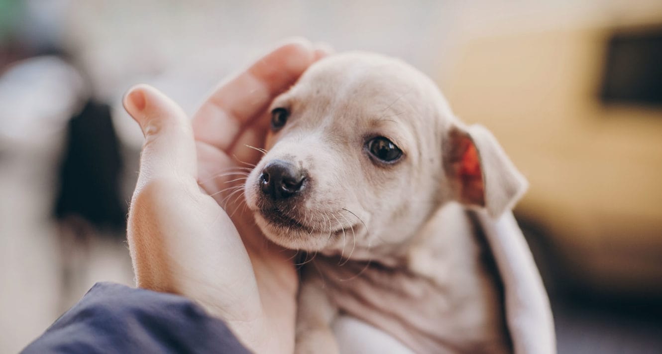 How Much Does It Cost to Adopt a Dog from a Shelter? We’re