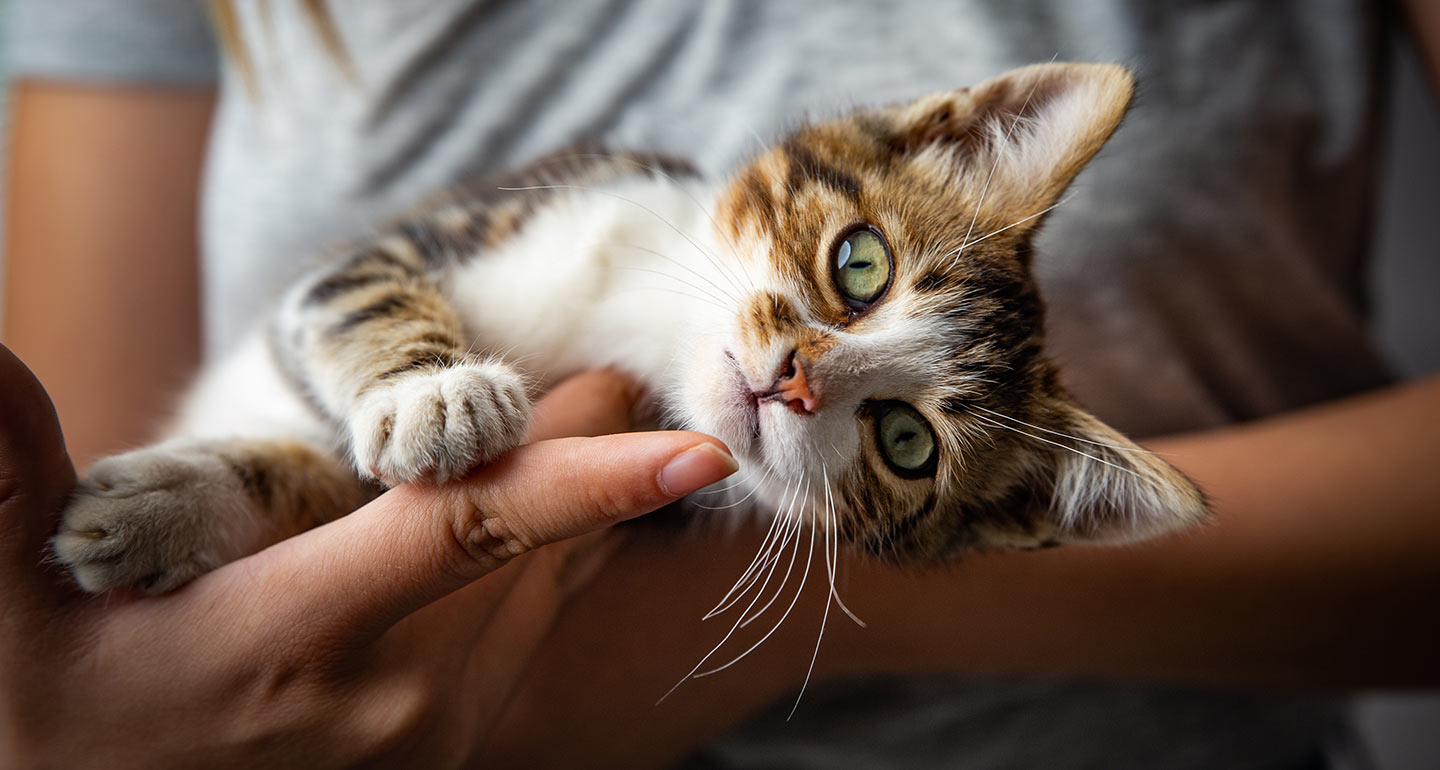 shelter cat iStock.com/Pavlina Popovska