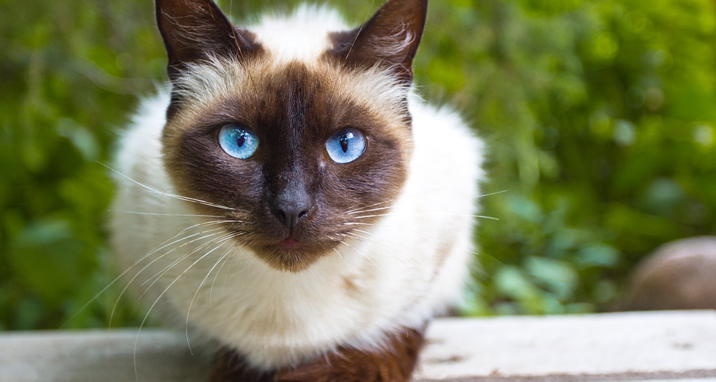 adult siamese cats