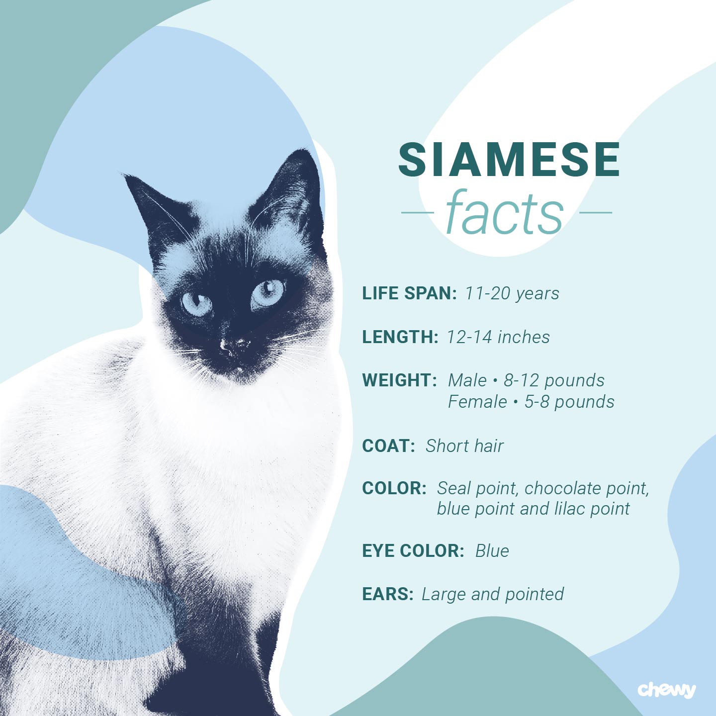 Siamese Cat Breed Facts Temperament Care Info Bechewy