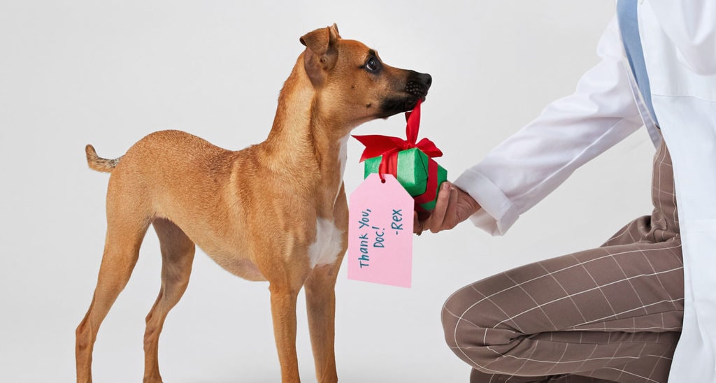 thank you gift ideas - gifts for veterinarians and other VIPPs