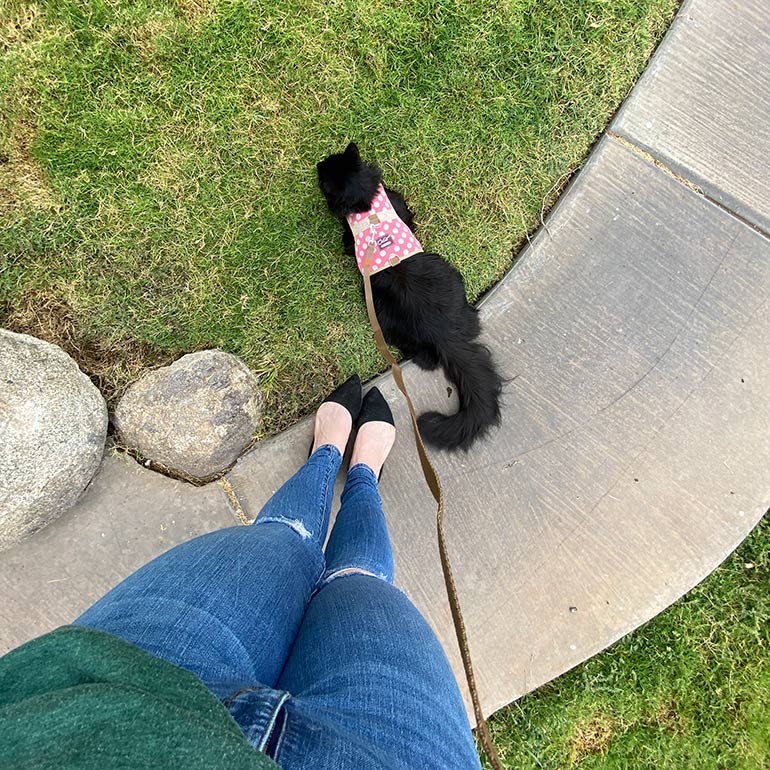 Leash Training a Cat