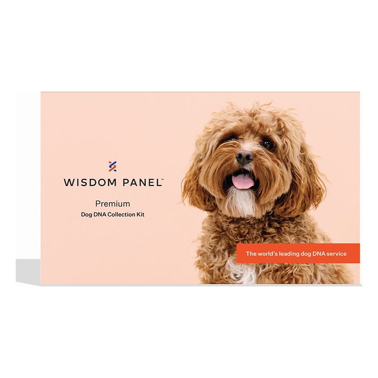 dog christmas gifts dna test