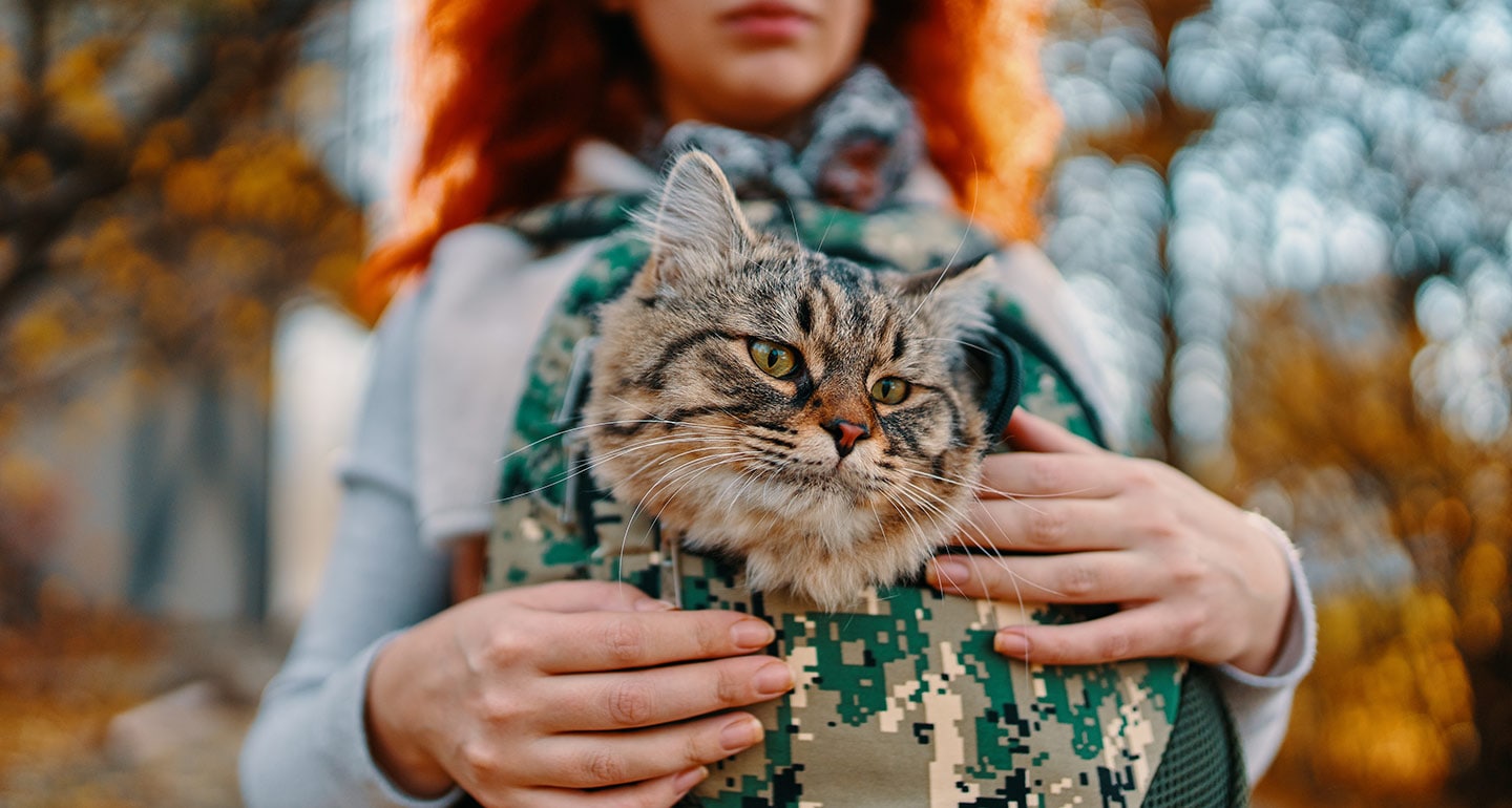 Национальный день кошек