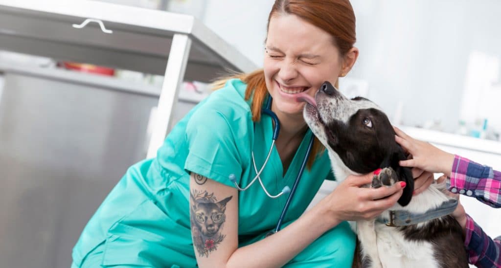 Fear Free Veterinary Care Makes Vet Visits Less Stressful - BeChewy |  BeChewy