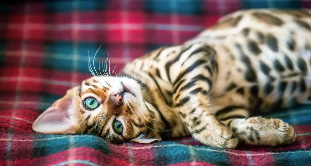 Blue Bengal Cat Care: Tips for a Healthy, Happy Feline