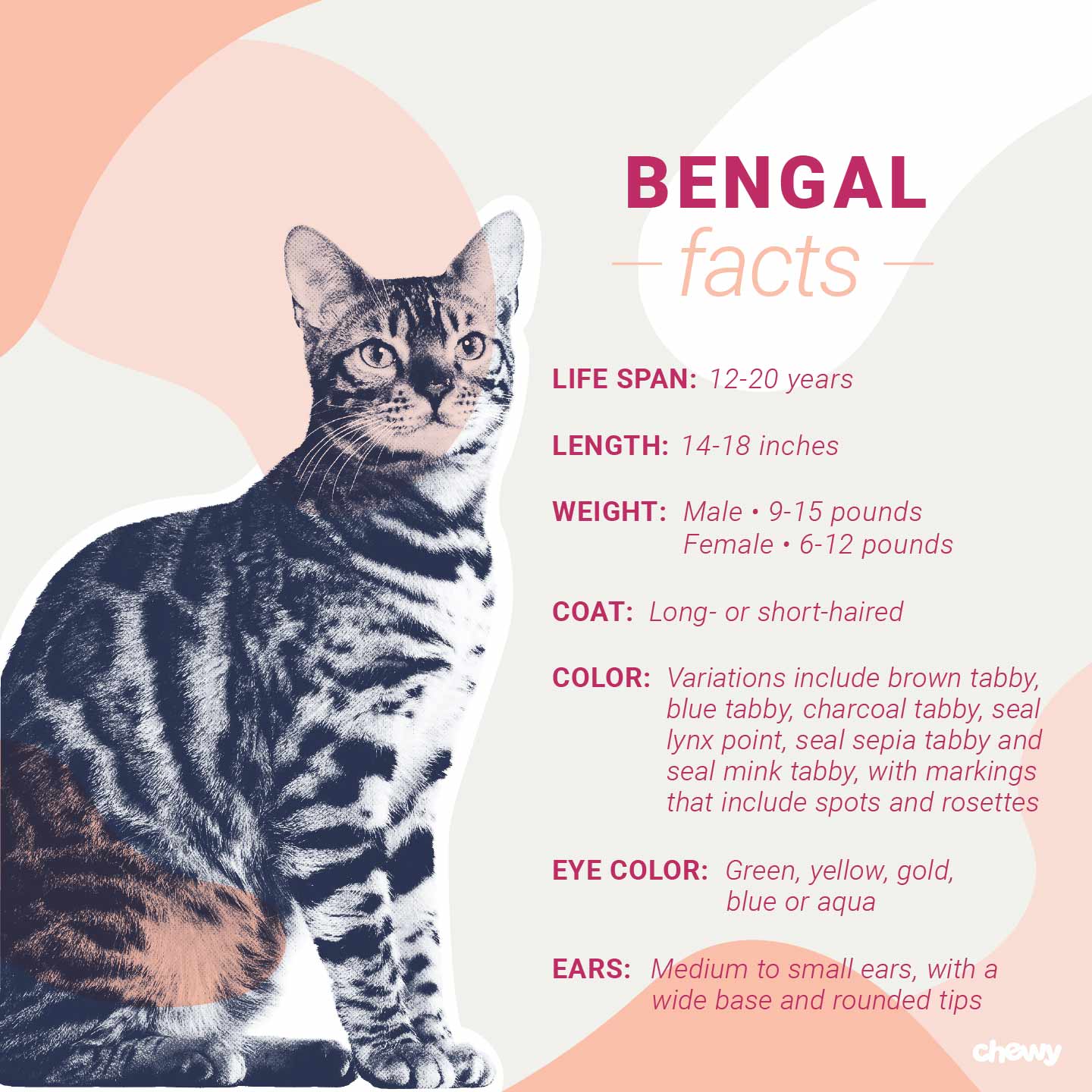 Bengal Cat Breed Facts Temperament Care Info BeChewy