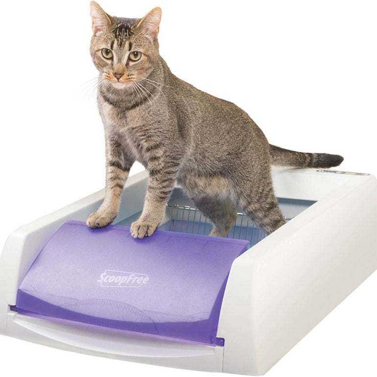 best cat litter box - ScoopFree Original Automatic Cat Litter Box in purple
