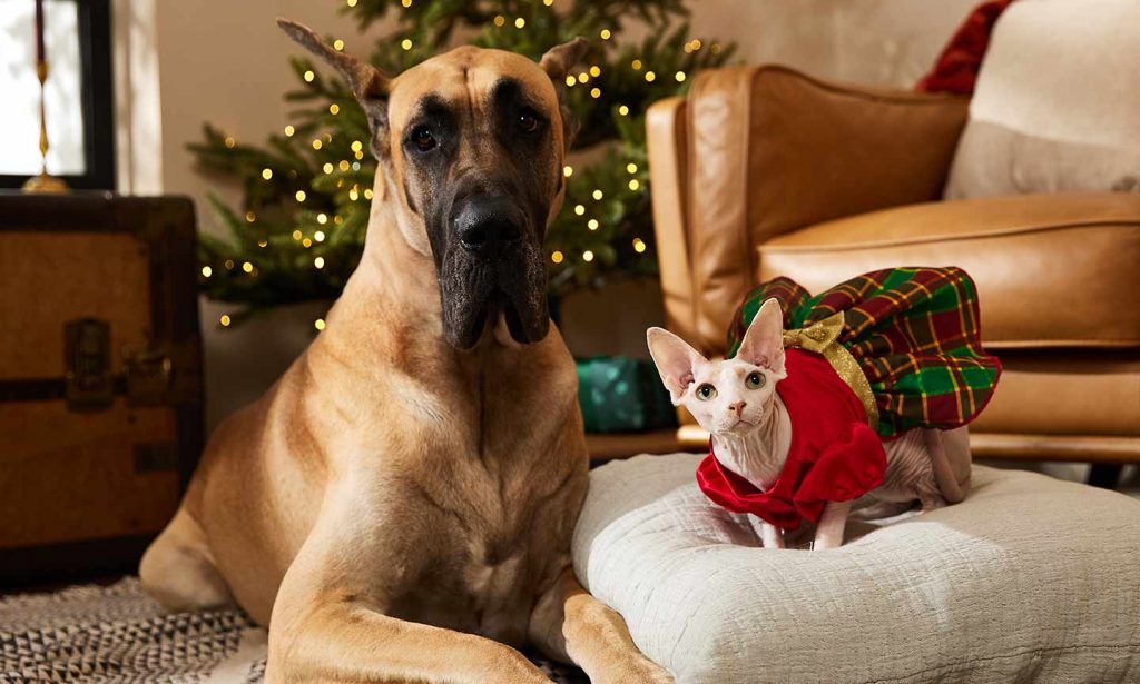 holiday dog and cat