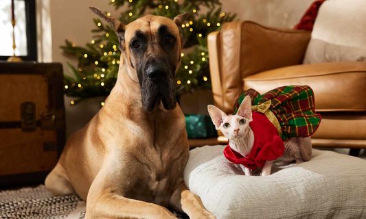 dog and cat in room with Christmas tree