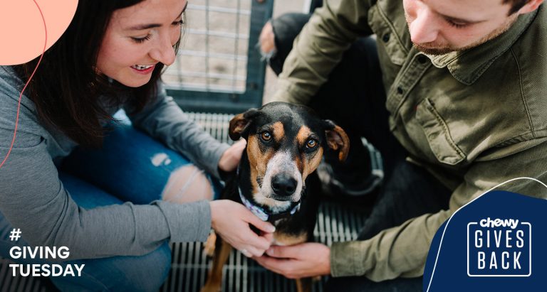 how to feed a diabetic dog with diarrhea