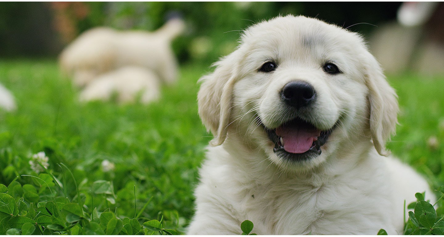Puppy Socialization Starts with the Breeder — The Crucial Third Week –  American Kennel Club