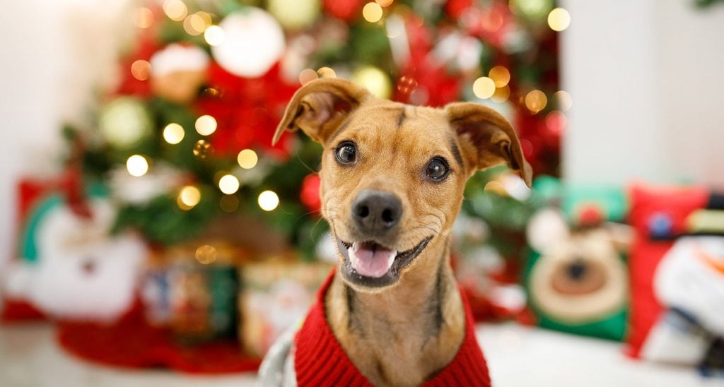Donate presents for the pets during the third annual Presents for