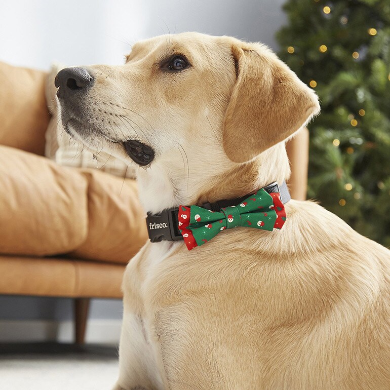 Look the Festive Part—Pets Included!