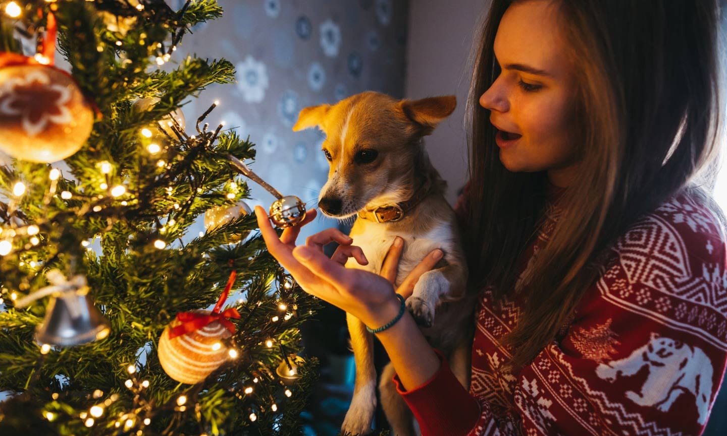 Holiday Puppy Present Preparation