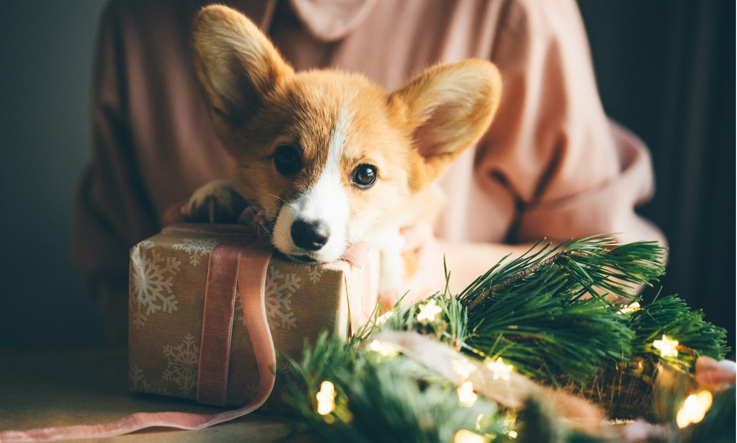 Puppy's store first christmas