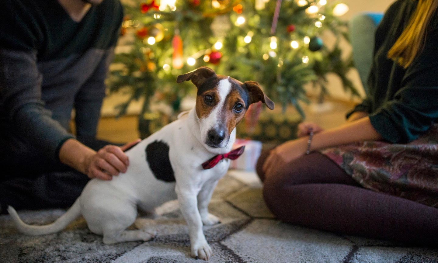 Holiday Puppy Present Preparation