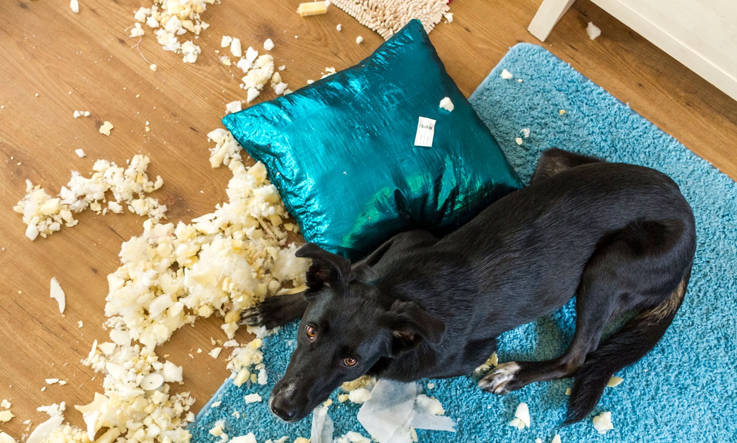 what to do when your dog destroys things