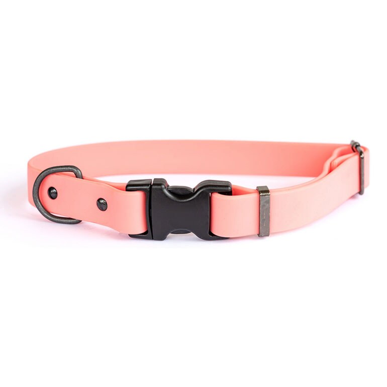 Buying Guide Choosing the Best Dog Collars for Every Pup BeChewy