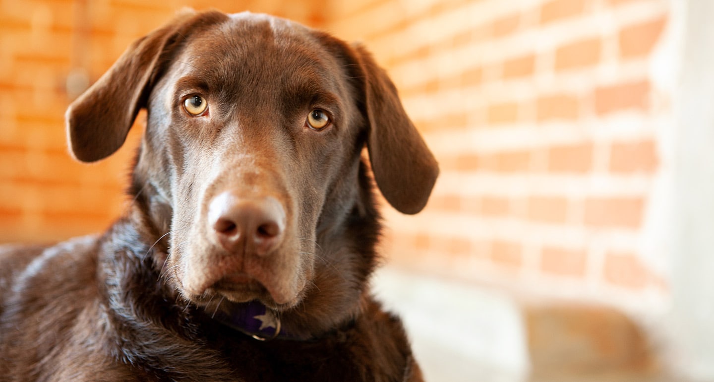 What to Consider When Getting Another Dog | BeChewy