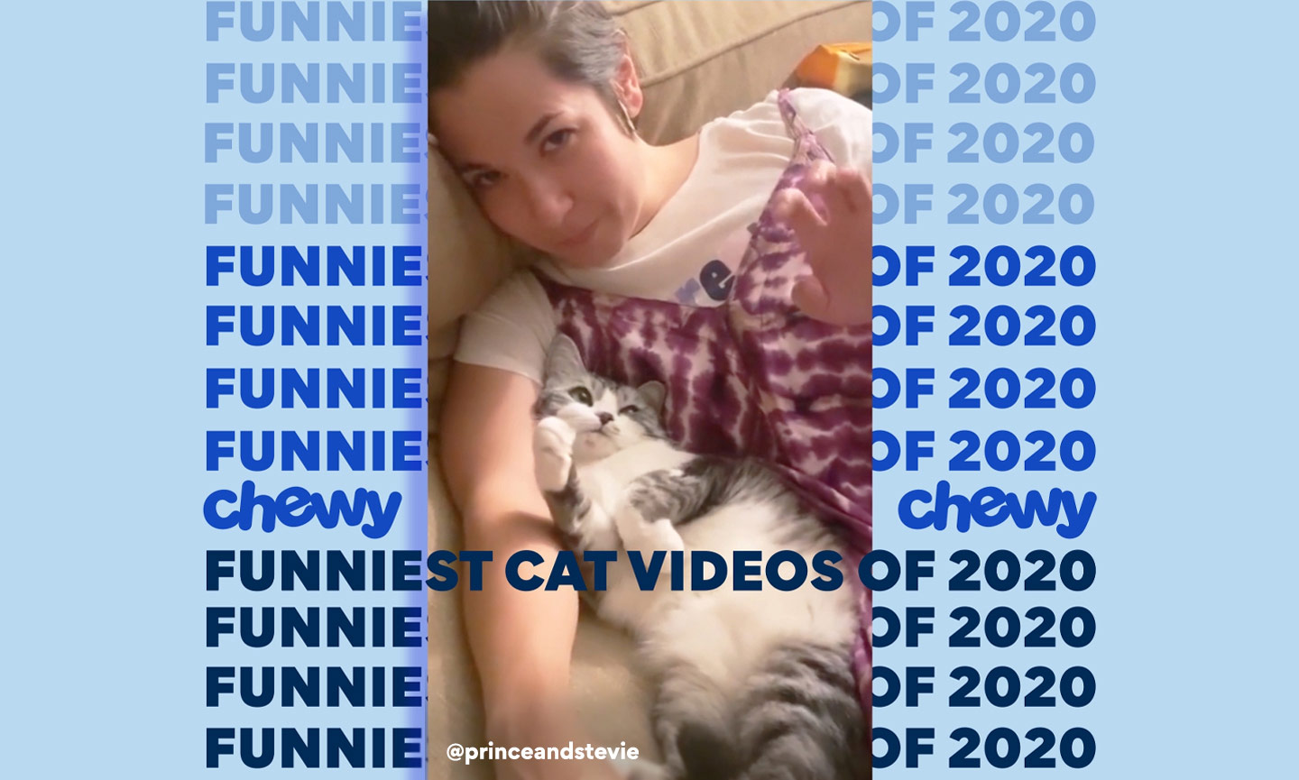 Funny Feline Alert: The 16 Best Funny Cat Videos of 2020 | BeChewy