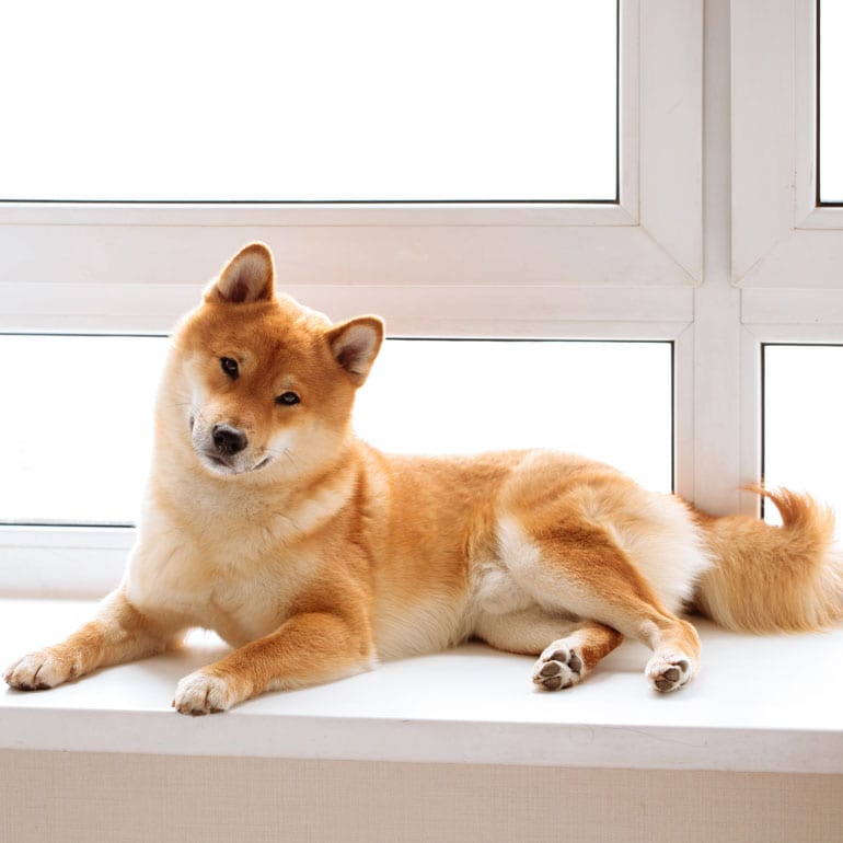 what is the most popular dog in japan