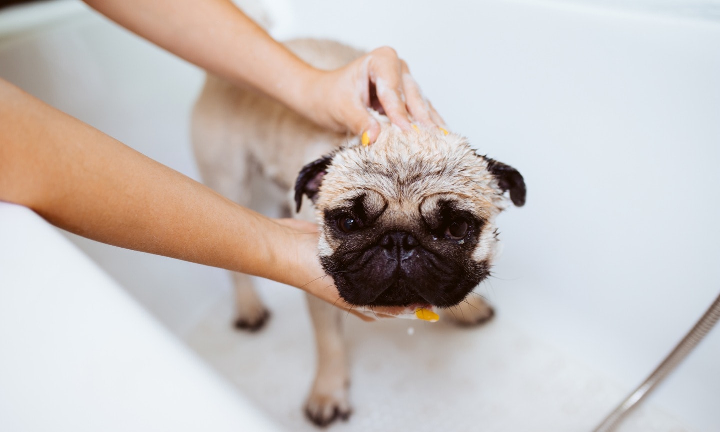 Can you wash a dog with head and outlet shoulders