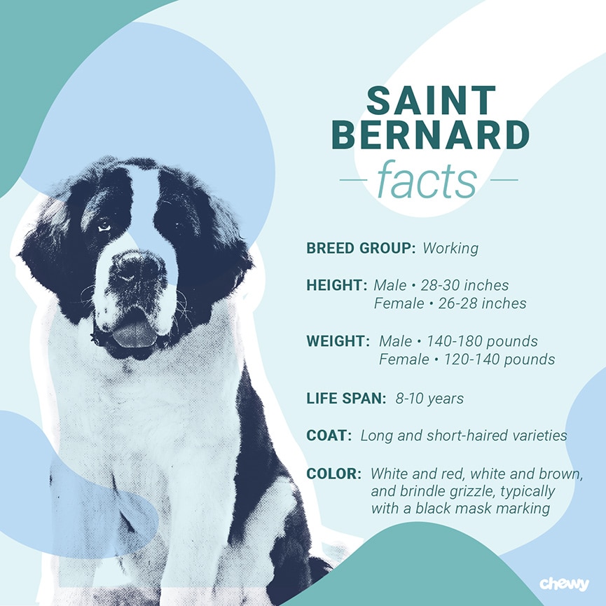 Saint Bernard