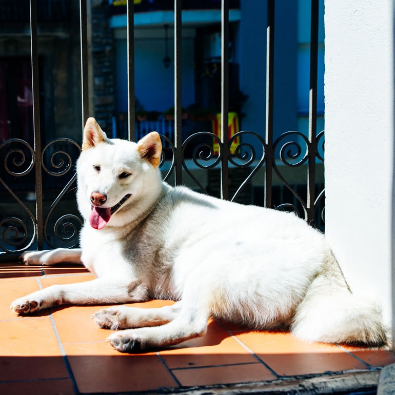 Japanese white hot sale dog