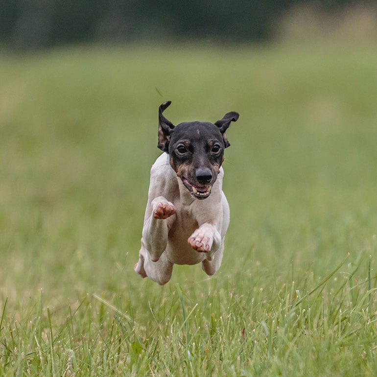 are japanese terriers rare dogs