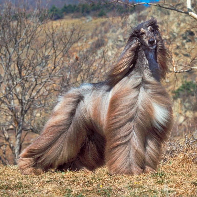 10 Long Haired Dog Breeds | BeChewy
