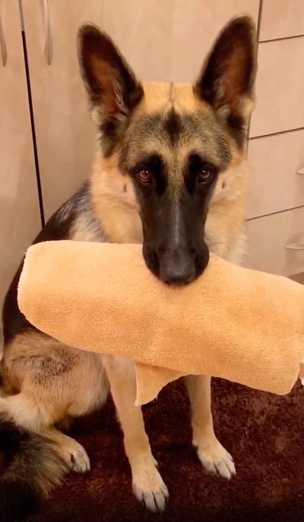 Need a Laugh? These Are the 12 Best Funny Dog Videos of 2020 | BeChewy