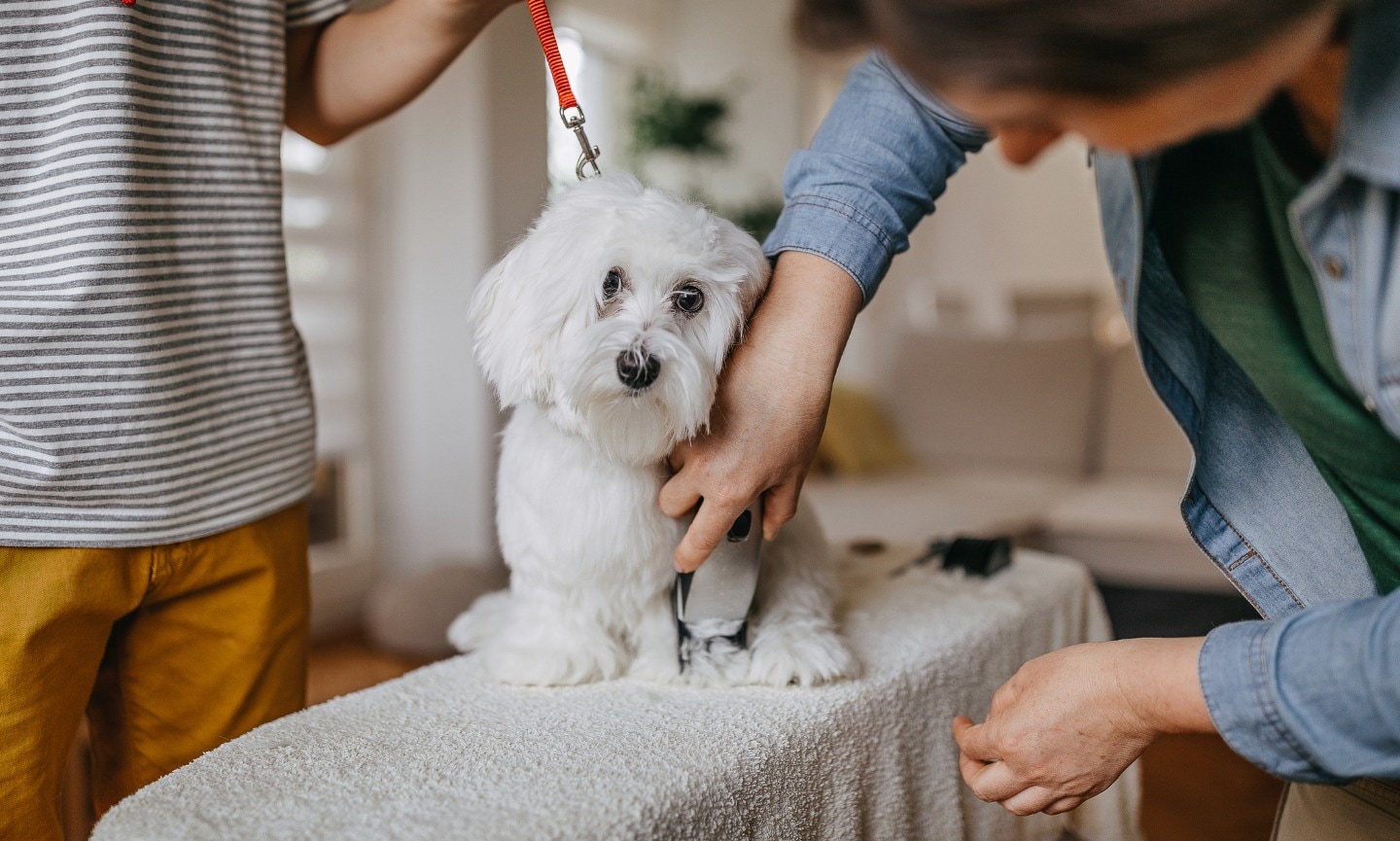 grooming a dog with clippers