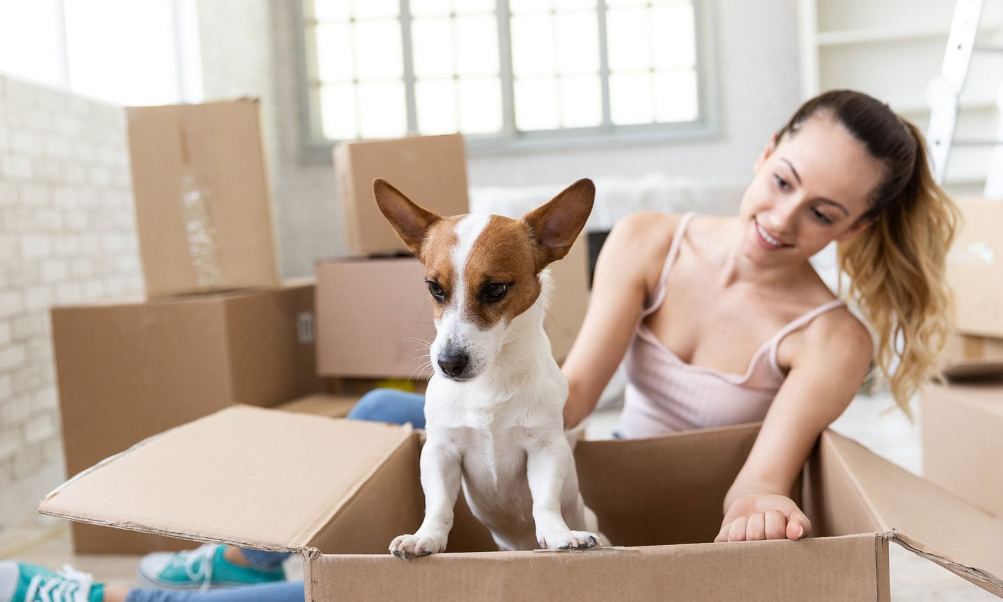 advice adn tips for renting with pets