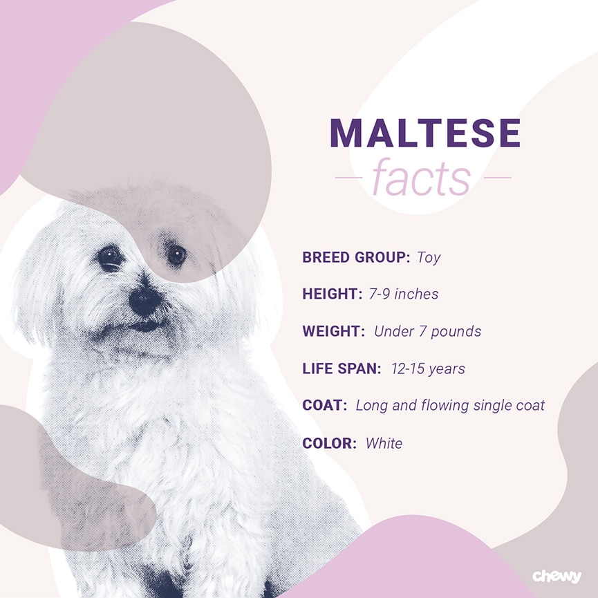 Maltese