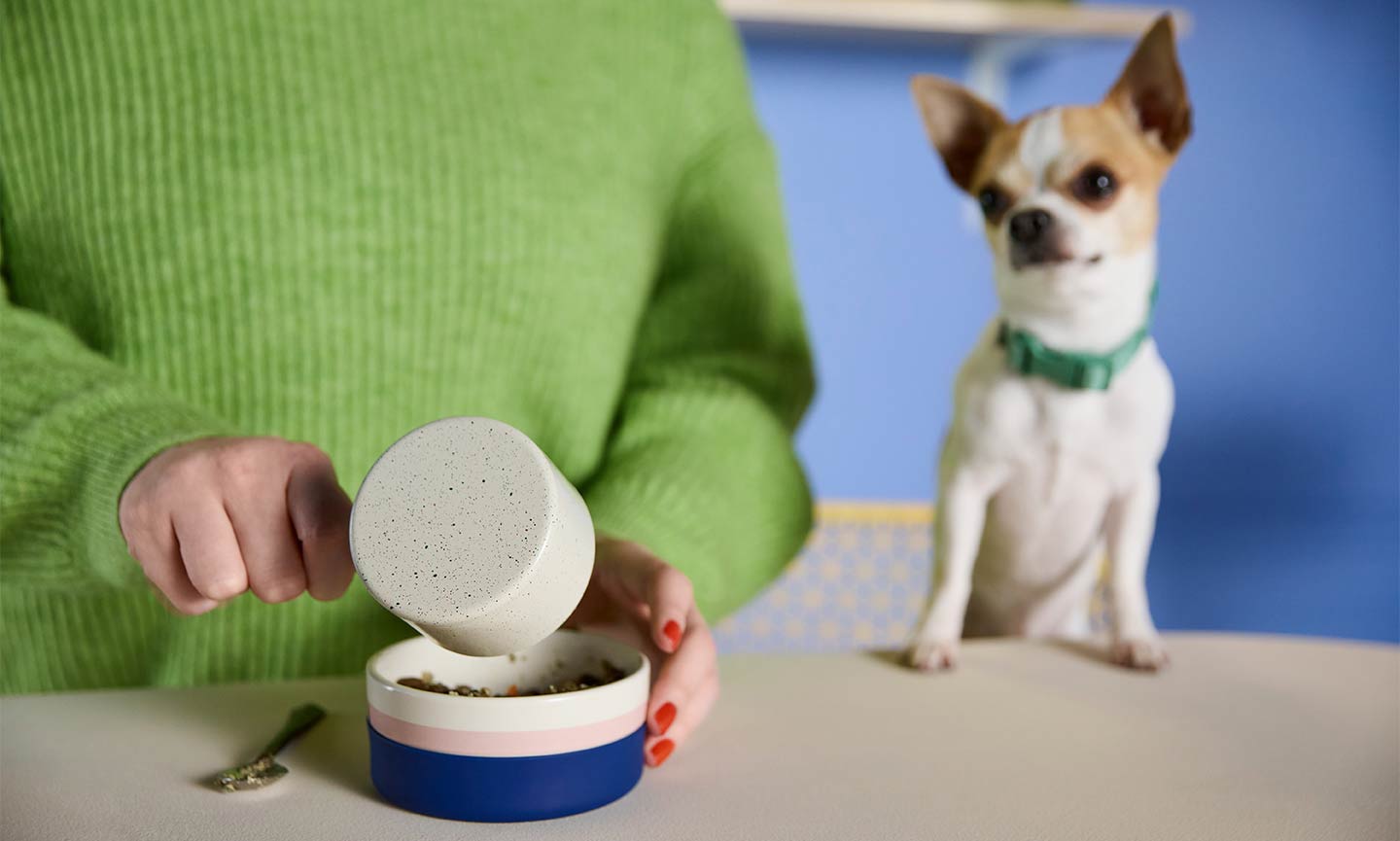 How to Switch Your Pet's New Food—Minus the Drama BeChewy