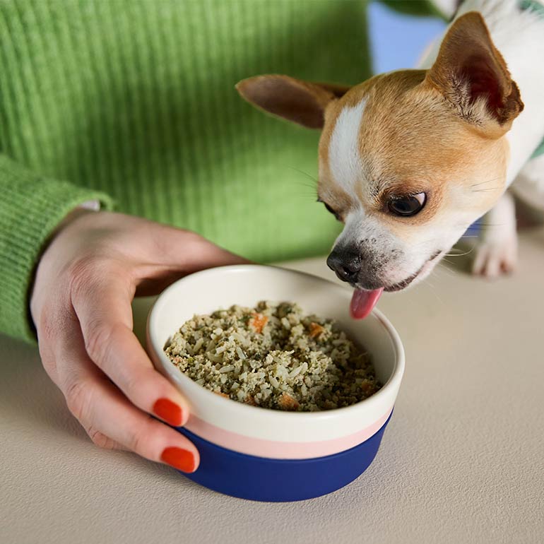 How to Switch Your Pet s New Food Minus the Drama BeChewy