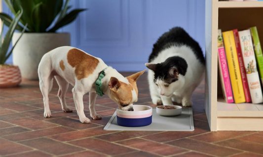 a dog and cat eating food out of their bowls