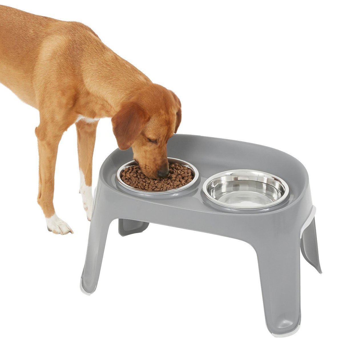 Buying Guide: The Best Dog Bowls and Feeders for Every Pup | BeChewy