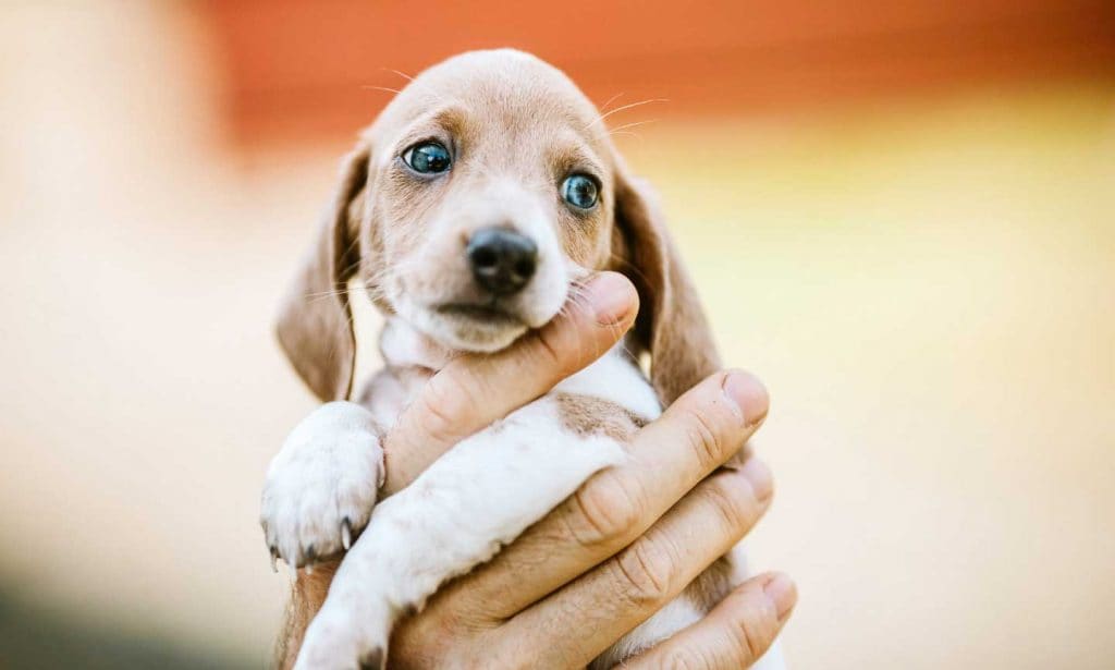 can 8 week old puppies have chicken