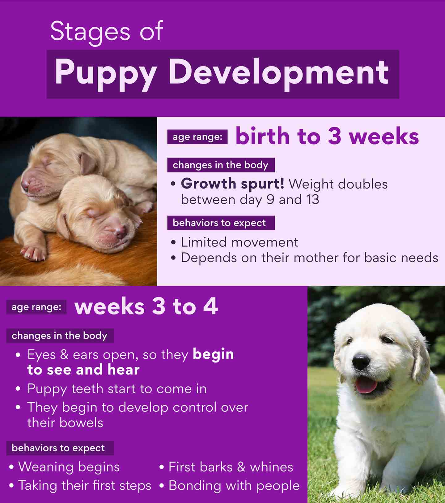 what are the stages of puppy development