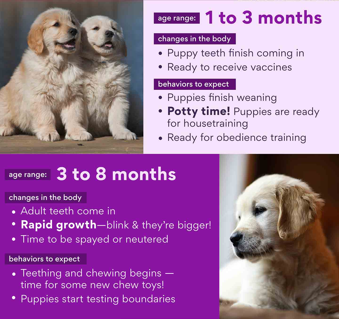 how old are puppies when they are weaned