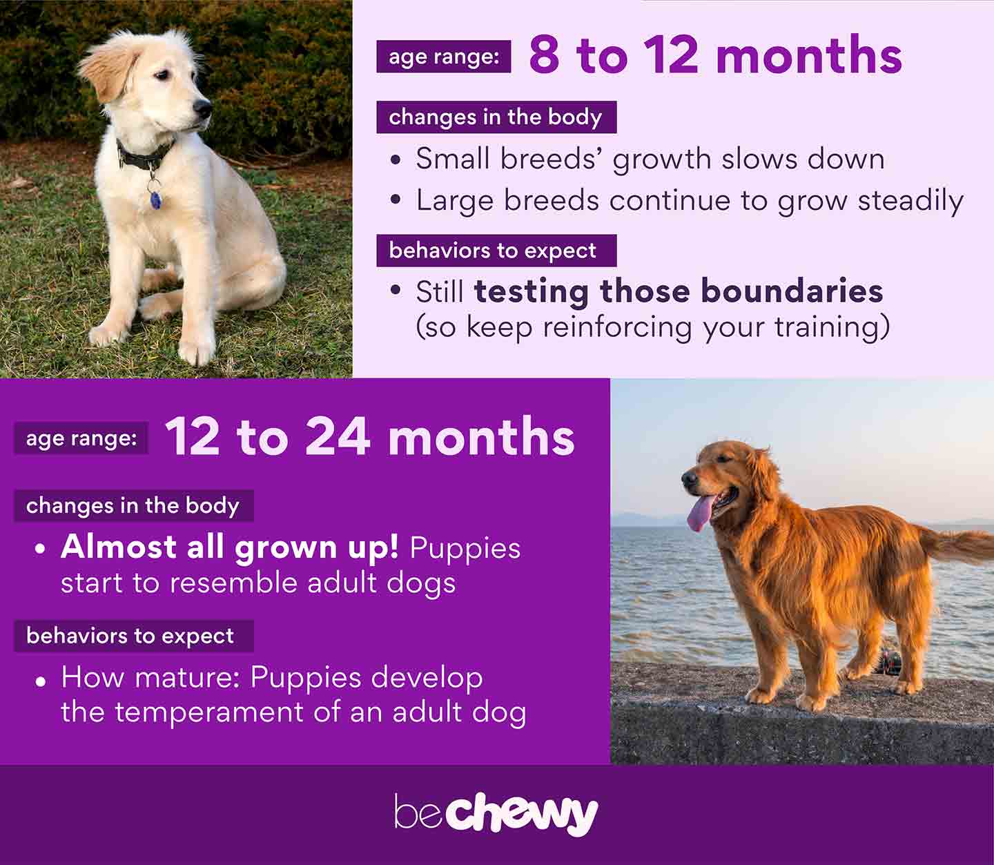 Growing Up Guide Pup