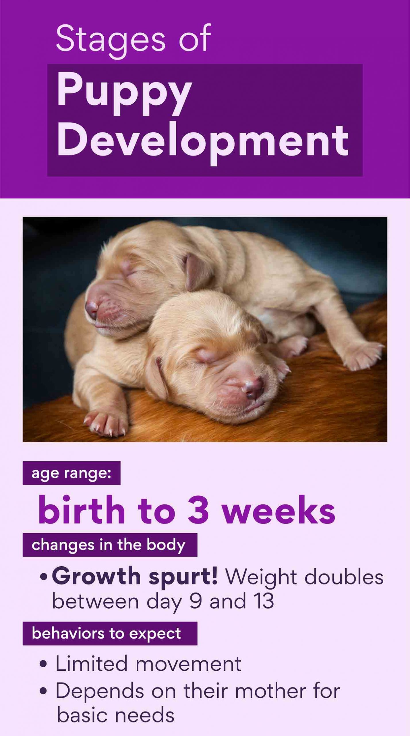 Puppy Stages: Early Dog Development from Newborn Puppy to Adulthood ...