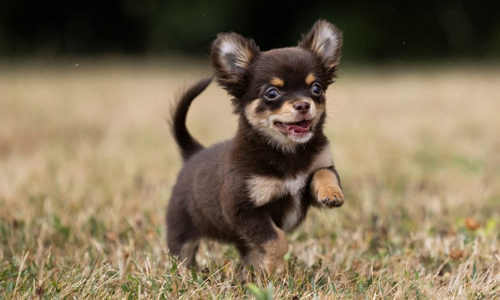 chihuahua puppy prancing