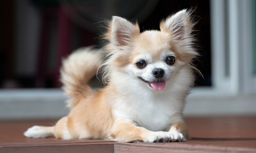 Chihuahua Dog With Long Hair Compare Price Www pinnaxis